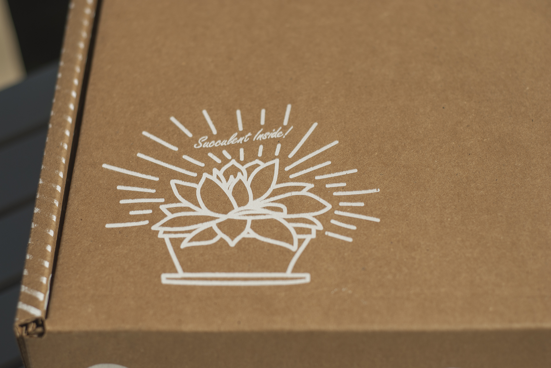 bloompop box 8