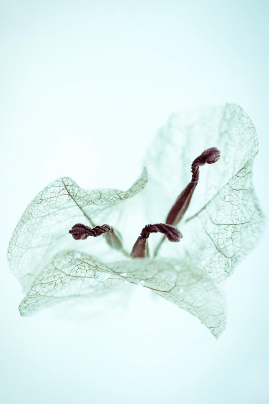 A dried flower, pale and veined, against mint